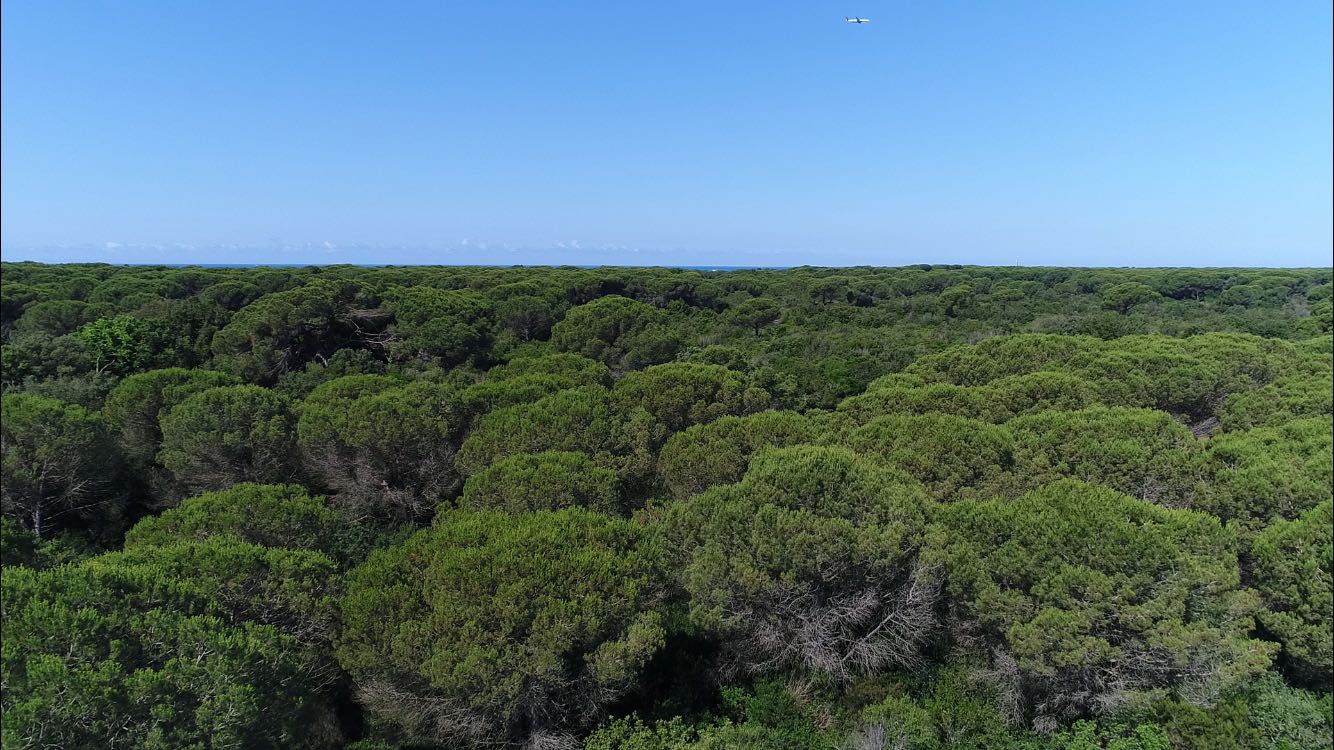 La Pineta di Castelfusano in volo....